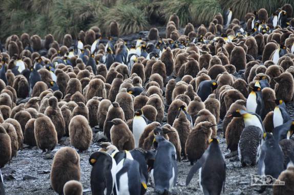 Um grande grupo de filhotes de pinguins rei, ainda com a penagem marrom, em Salisbury Plain, na Geórgia do Sul